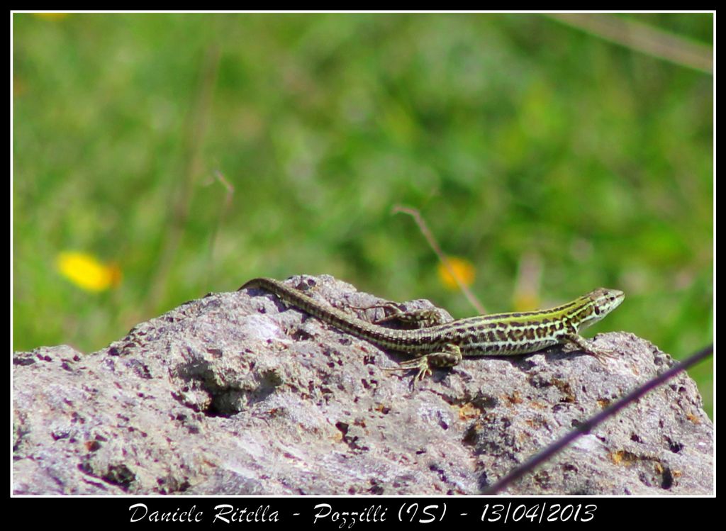 Un p di Podarcis siculus campestris della mia zona!